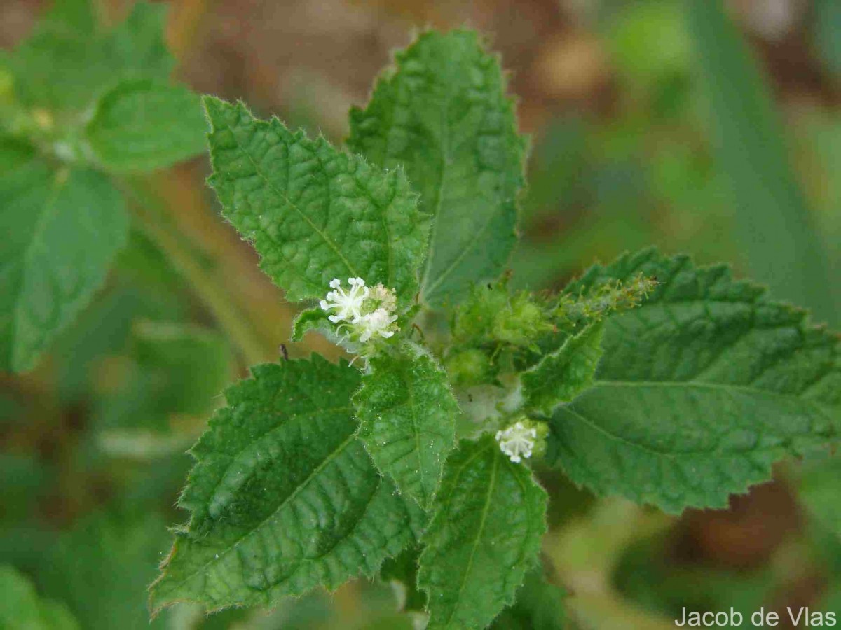 Croton hirtus L'Hér.